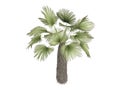 Kumaon_palm_(Trachycarpus_takil) Royalty Free Stock Photo