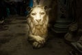 Kumartuli,West Bengal, India, July 2018. A clay idol of Lion,showing large sharp canine teeth. Lion is the ride of Goddess Durga a