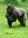 Kumbo gorilla on primate centre ragunan zoo