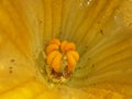 Kumda or pumpkin is a terrestria,Its flower is yellow colored, Royalty Free Stock Photo