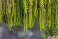 Kumpai Rantai Phlegmariurus phlegmaria or Huperzia phlegmaria green plant, a rare species commonly known as coarse tassel fern