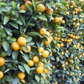 Kumquat Royalty Free Stock Photo