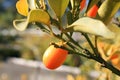 Kumquat Royalty Free Stock Photo