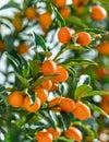 Kumquat branch completely covered with ripe kumquat fruits close up