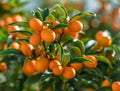 Kumquat branch completely covered with ripe kumquat fruits close up