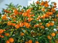 Kumquat branch completely covered with ripe kumquat fruits close up