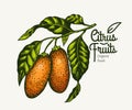 Kumquat branch illustration. Hand drawn vector fruit illustration. Engraved style. Vintage fortunella citrus illustration