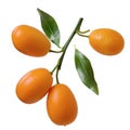 Kumquat citrus fruit group on branch and green fresh leaves isolated on white background Royalty Free Stock Photo