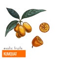 Kumquat . Color illustration.