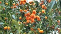 Kumquat or Fortunella chinese tree in the garden