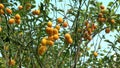 Kumquat or fortunella chinese citrus tree in the garden