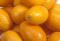 Kumquat, fortunella margarita