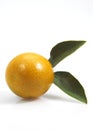 KUMQUAT fortunella margarita AGAINST WHITE BACKGROUND