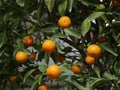 Kumquat, fortunella margarita, Hanoi in Vietnam