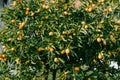Kumquat or fortunella tree with ripe orange fruits on branches in the garden. Royalty Free Stock Photo