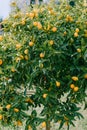 Kumquat or fortunella tree with ripe orange fruits on branches in the garden. Royalty Free Stock Photo