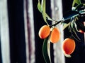 Kumquat fruit, close up. Fortunella margarita Kumquats or Cumquats foliage and Oval fruits on kumquat dwarf tree