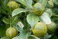 Kumquat fruit on the tree.