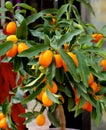 Kumquat Fruit Tree