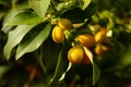 The kumquat fruits on a branch with green leaves. A citrus tree. The harvest is ripe orange kumquats Royalty Free Stock Photo