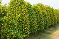 Kumquat garden, the symbol of Vietnamese lunar new year. In nearly every household, crucial purchases for Tet include the peach an