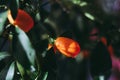 Kumquat growing on the tree after the rain, small long oranges Royalty Free Stock Photo