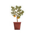 Kumquat indoor house plant in brown pot, element for decoration home interior vector Illustration on a white background Royalty Free Stock Photo