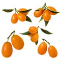 Kumquat isolated. Set of orange ripe cumquat fruit on branch with green leaves on white background Royalty Free Stock Photo