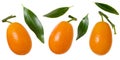 Kumquat isolated. Three ripe orange cumquat fruit with green leaves on white background. Set for packaging design Royalty Free Stock Photo