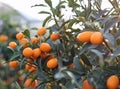 Kumquat orange FRUIT Royalty Free Stock Photo