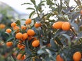 Kumquat orange FRUIT