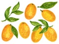 Kumquat Orange Watercolor Gouache illustration Citrus fruit branch orange isolated on white background Royalty Free Stock Photo