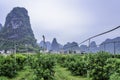 Kumquat Orchard and Mountains