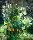 Kumquat plant in a garden