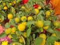 kumquat plant Royalty Free Stock Photo