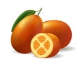 Kumquat realistic illustration