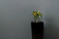 Kumquat with ripe fruits close up against the background of a black wall. Citrus room tree. Vibrant orange citrus fruits Royalty Free Stock Photo