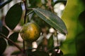 Kumquat; a small citrus fruit