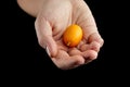 Kumquat , small oval citrus fruits, nagami variety Royalty Free Stock Photo