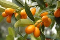 Kumquat Tree Royalty Free Stock Photo