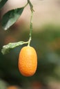 Kumquat tree Royalty Free Stock Photo