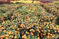 Kumquat Tree in a Chinese New Year Flower Market, Hong Kong Royalty Free Stock Photo