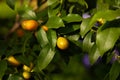 Kumquat tree. citrus. Spicy and sweet fruit from China. Nagami Kumquat. dense abundance of small orange fruits