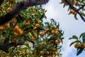 Kumquat tree Royalty Free Stock Photo