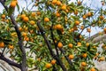 Kumquat tree Royalty Free Stock Photo