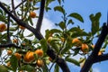 Kumquat tree Royalty Free Stock Photo