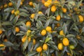 Kumquat Royalty Free Stock Photo