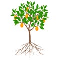 Kumquat tree with fruits and roots on a white background.