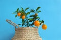 Kumquat tree with fruits in a wicker pot Royalty Free Stock Photo