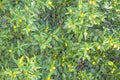 Kumquat tree and kumquats with green leaves Royalty Free Stock Photo